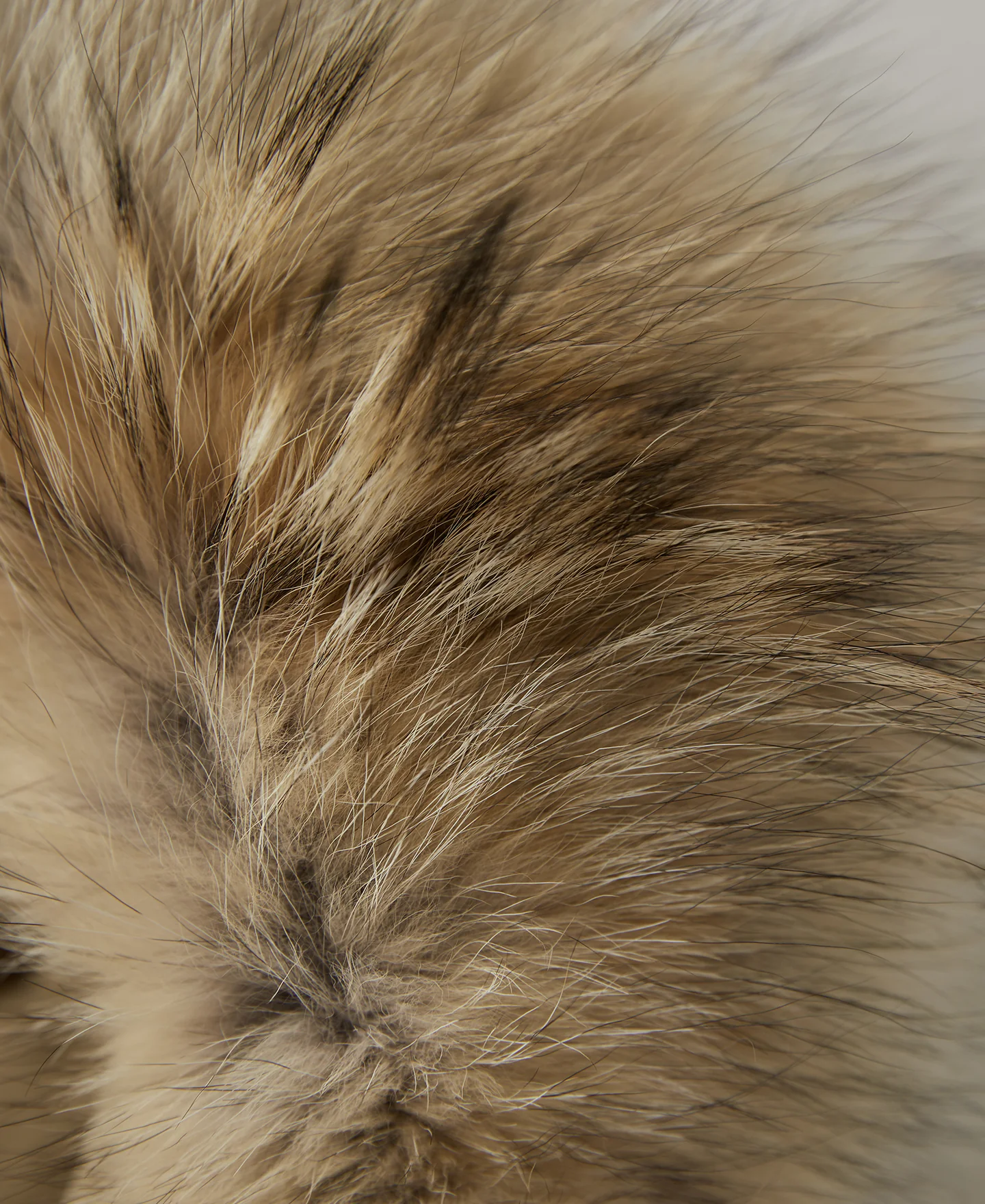Polar Down parka - Khaki - Image 8